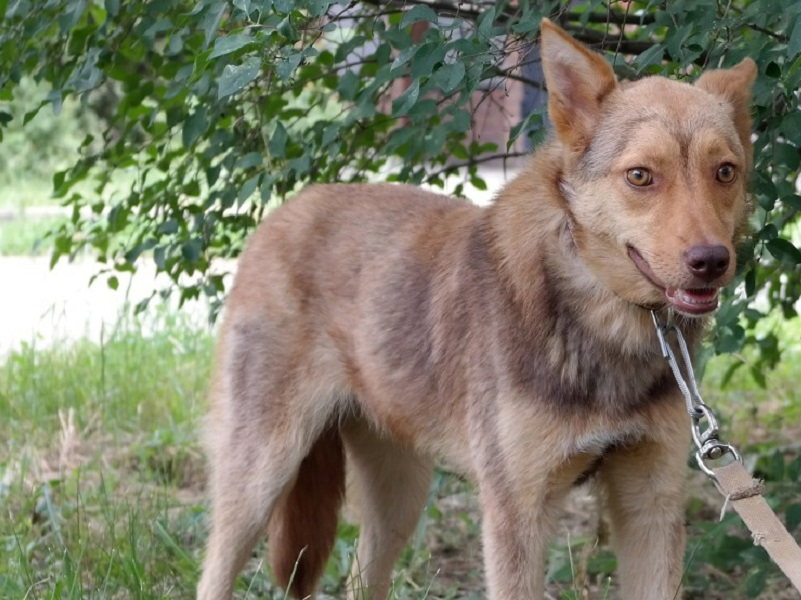 В Волгодонске ищут новый дом для «изящной собачки» с красивыми глазами