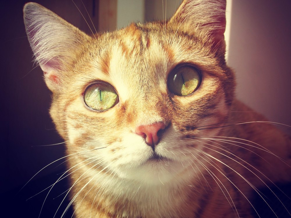 Хитренькая Лиса в конкурсе «Самый красивый кот-2017»
