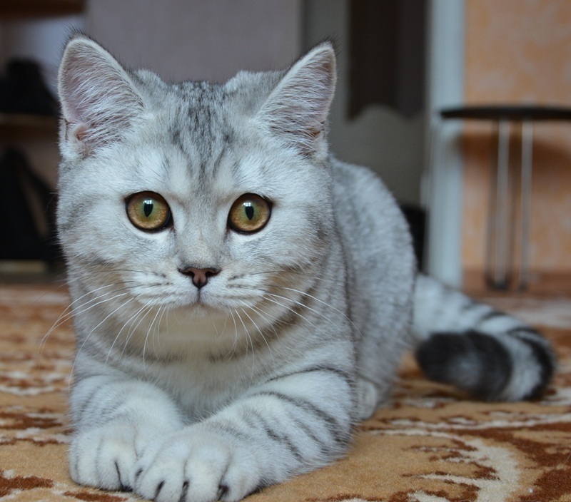 Непоседливая Мила в конкурсе «Самый красивый кот-2017»