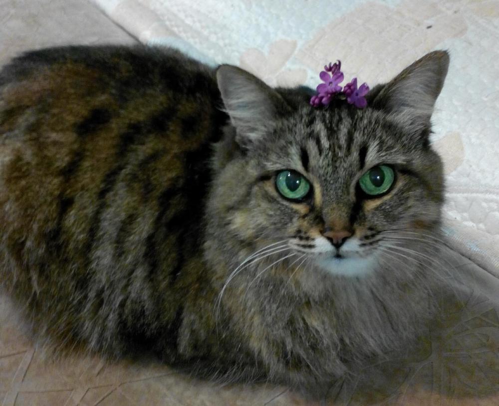 Красивая Муся в конкурсе «Самый красивый кот-2017»