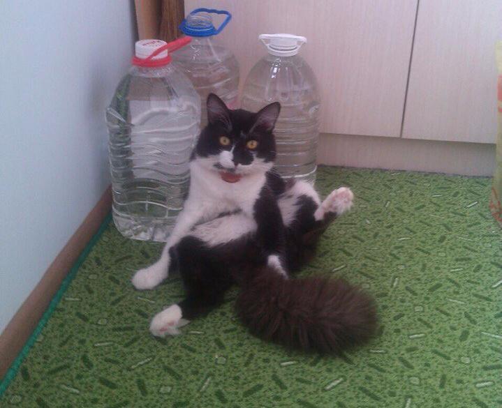 Федя в конкурсе «Самый красивый кот-2017»