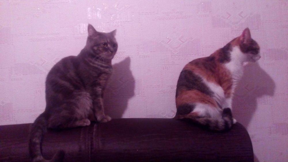 Тиша и Люся в конкурсе «Самый красивый кот-2017»