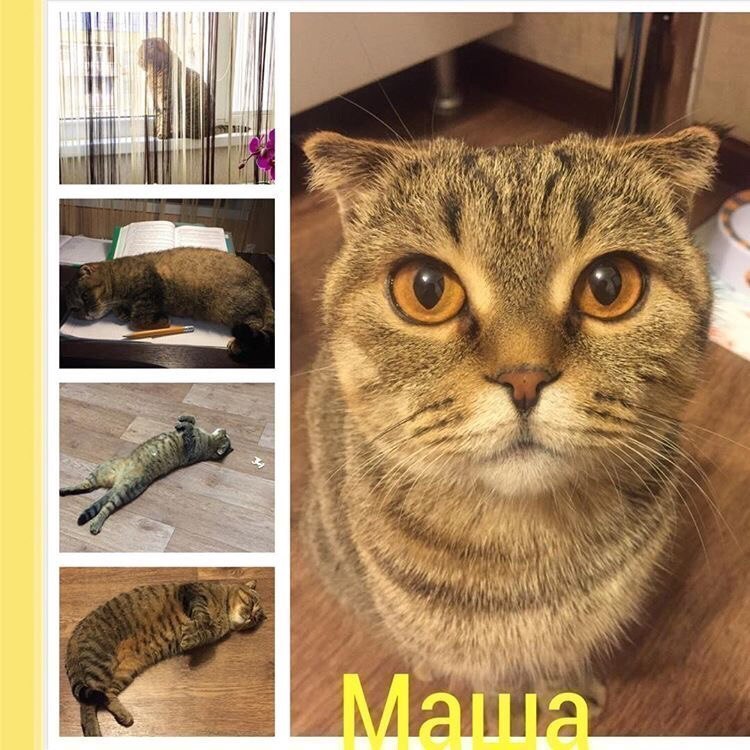 Маша в конкурсе «Самый красивый кот-2017»