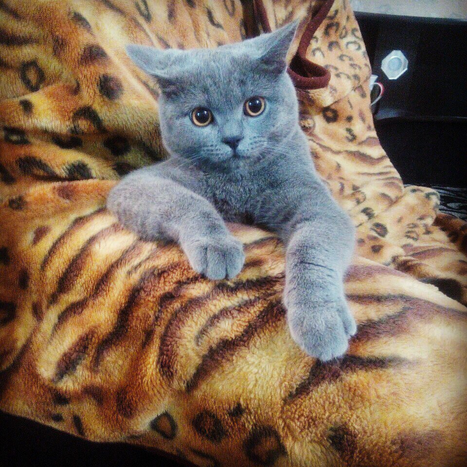Годовалый Федор в конкурсе «Самый красивый кот-2017»