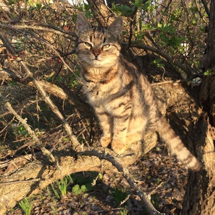 Василёк в конкурсе «Самый красивый кот-2017»
