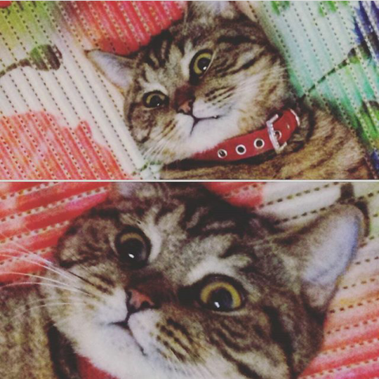 Таисия в конкурсе «Самый красивый кот-2017»