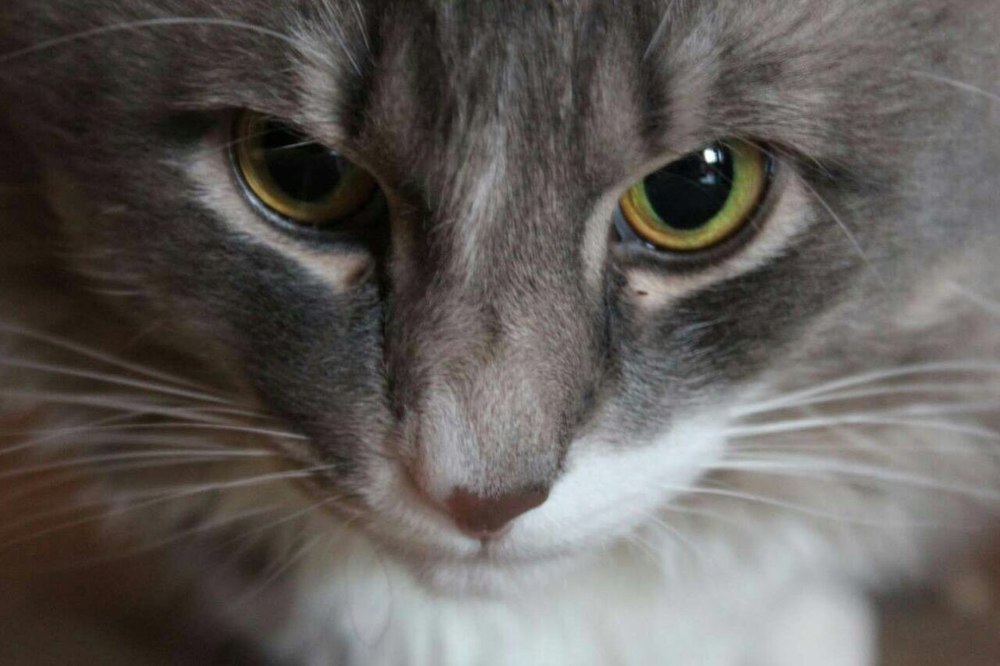 Своенравный Барсик в конкурсе «Самый красивый кот-2017»