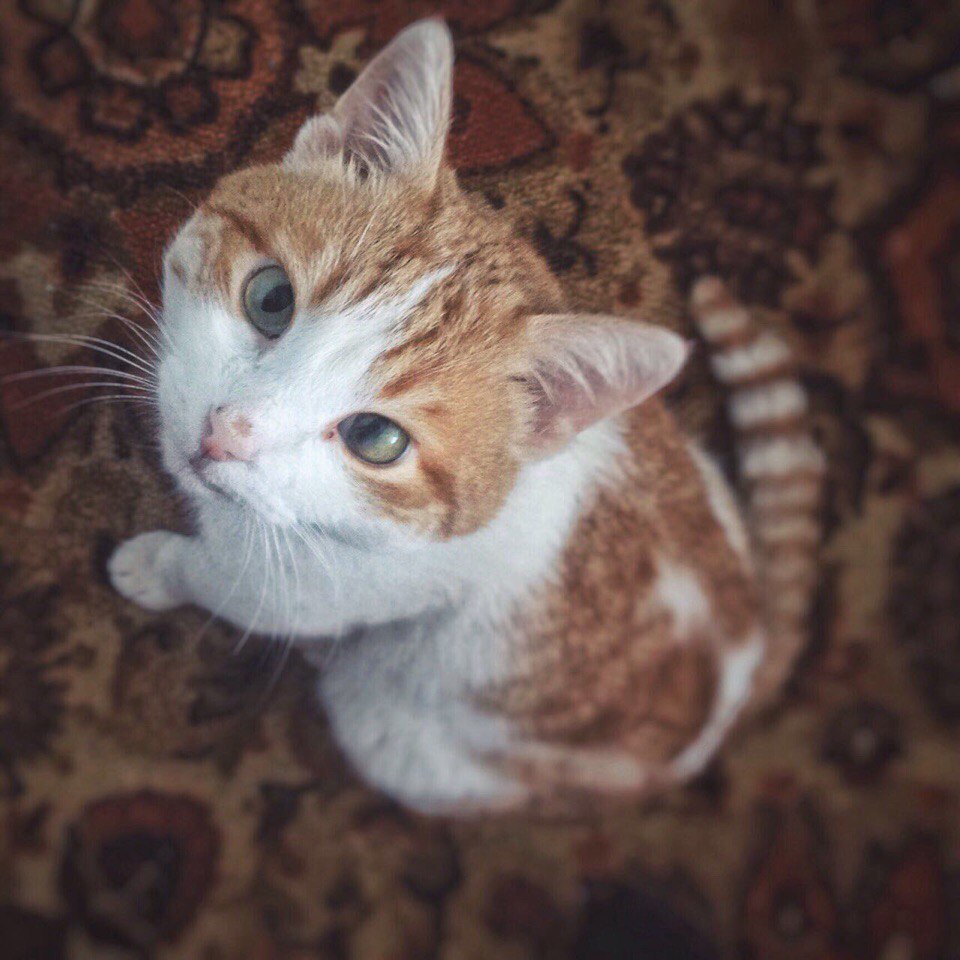 Лентяй Сёма в конкурсе «Самый красивый кот-2017»