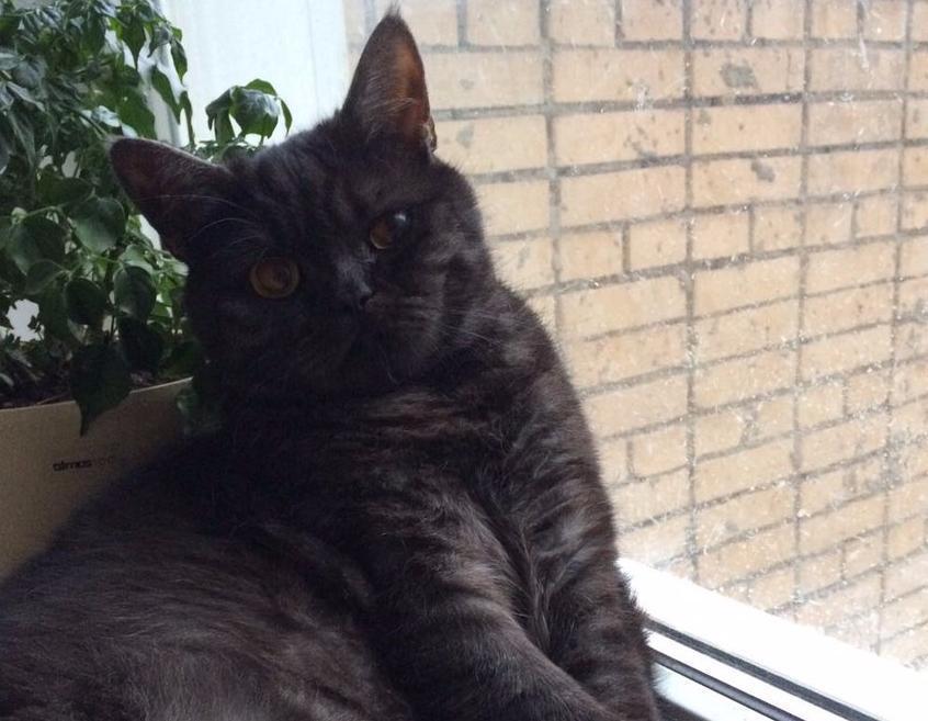 7-килограммовый Тигр в конкурсе «Самый красивый кот-2017»