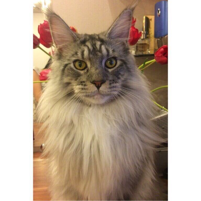 Феникс в конкурсе «Самый красивый кот-2017»