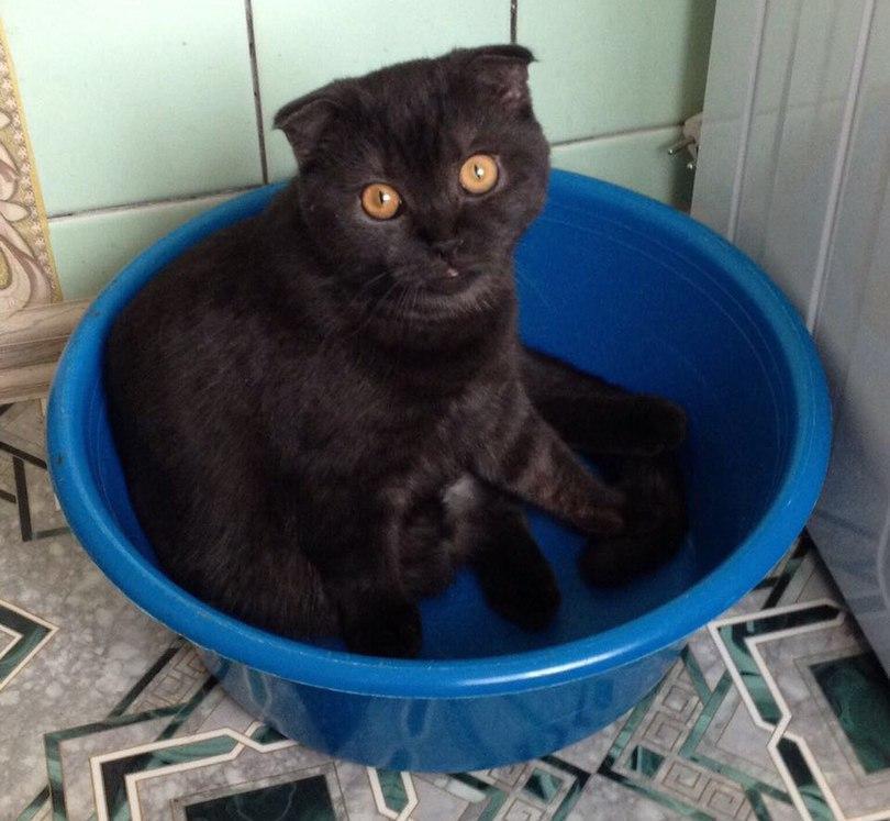 Лютый в конкурсе «Самый красивый кот-2017»