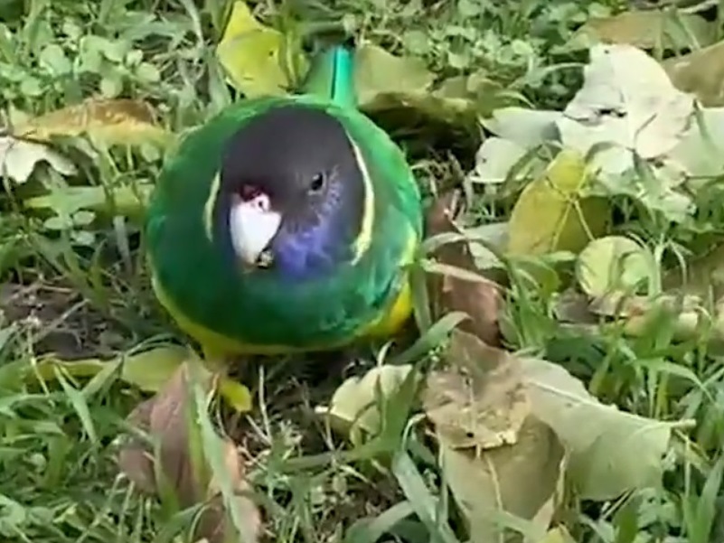 Сбежавших в Волгодонске попугаев удалось поймать с помощью сачка