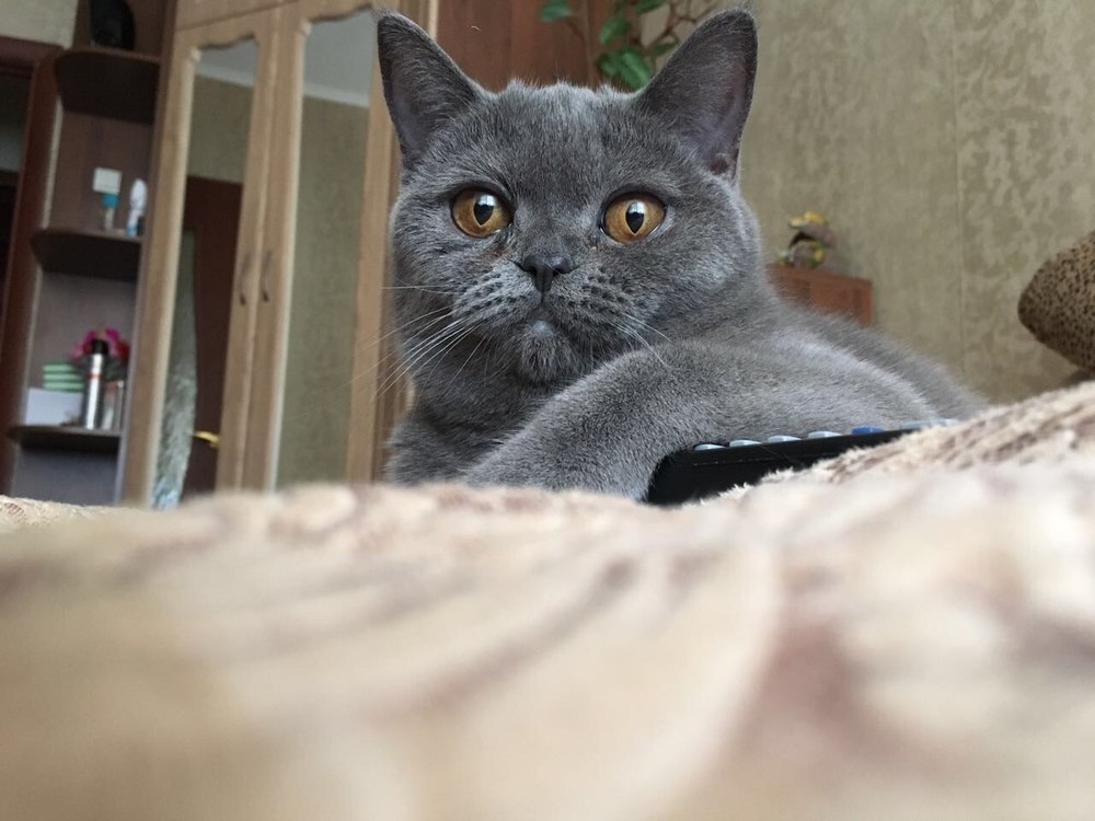 Красавица Бетти в конкурсе «Самый красивый кот-2017»