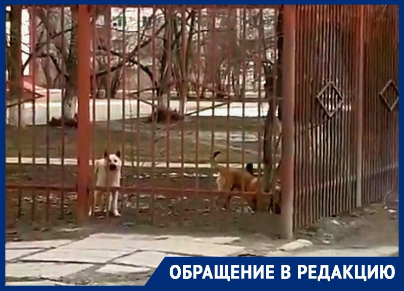 Бродячие собаки на территории школы №8 в Волгодонске пугают детей