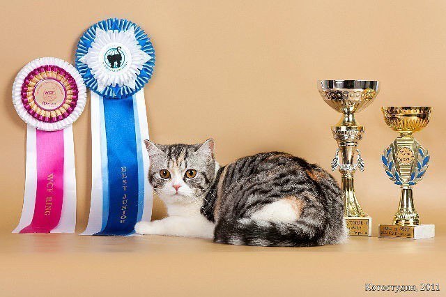 Любительница вкусно покушать Габиша в конкурсе «Самый красивый кот-2017»