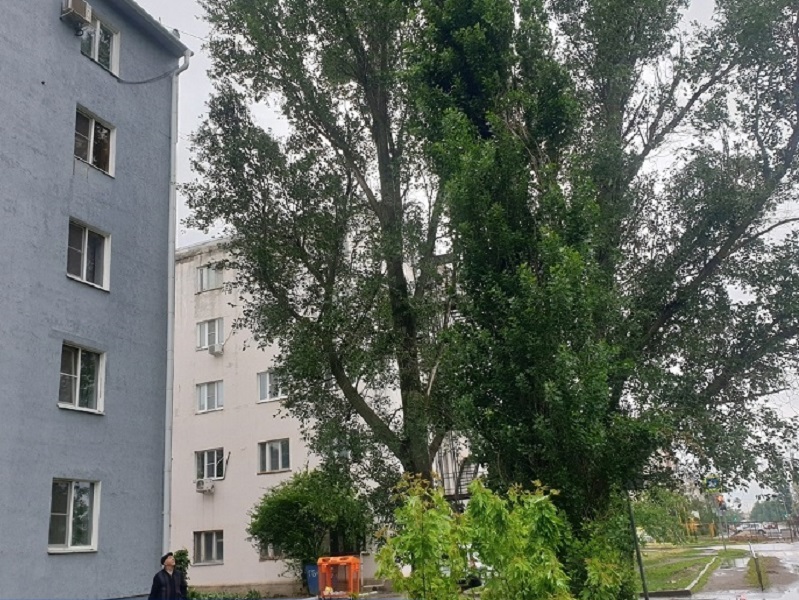 «Чертов тополь» на Маяковского кронируют после обращения в «Блокнот»