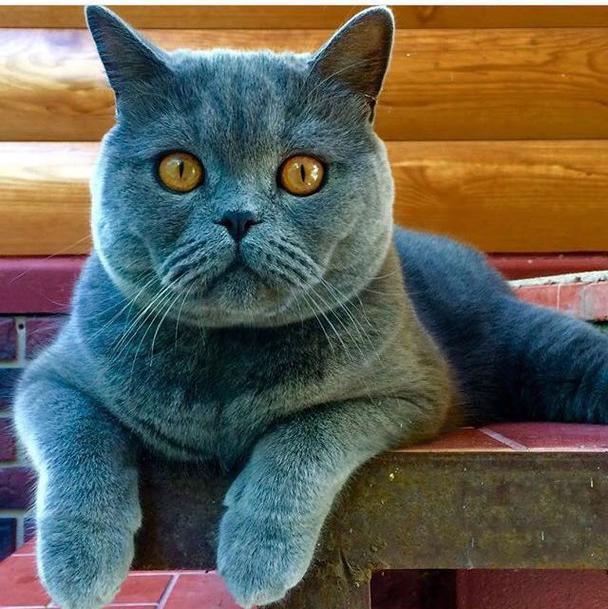 Ласковый Васька в конкурсе «Самый красивый кот-2017»