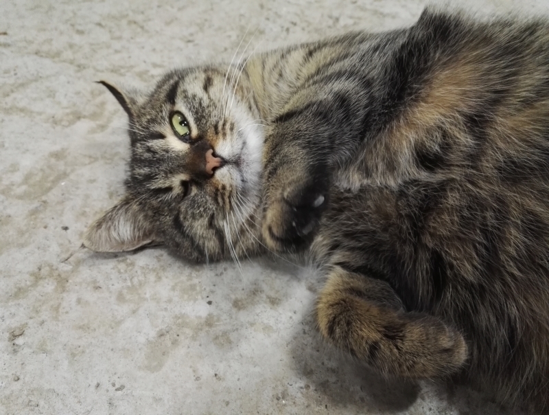 Живущая на гаражах Муська в конкурсе «Самый красивый кот-2017»