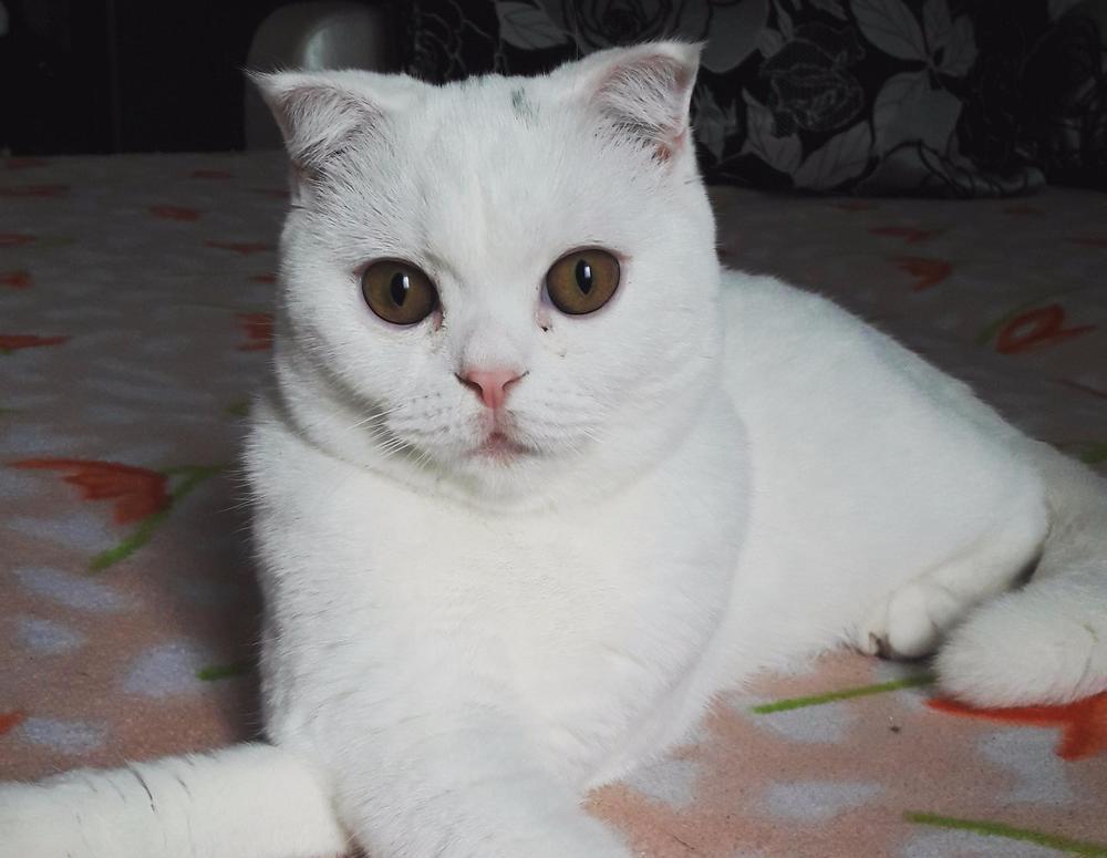 Масяня в конкурсе «Самый красивый кот-2017»