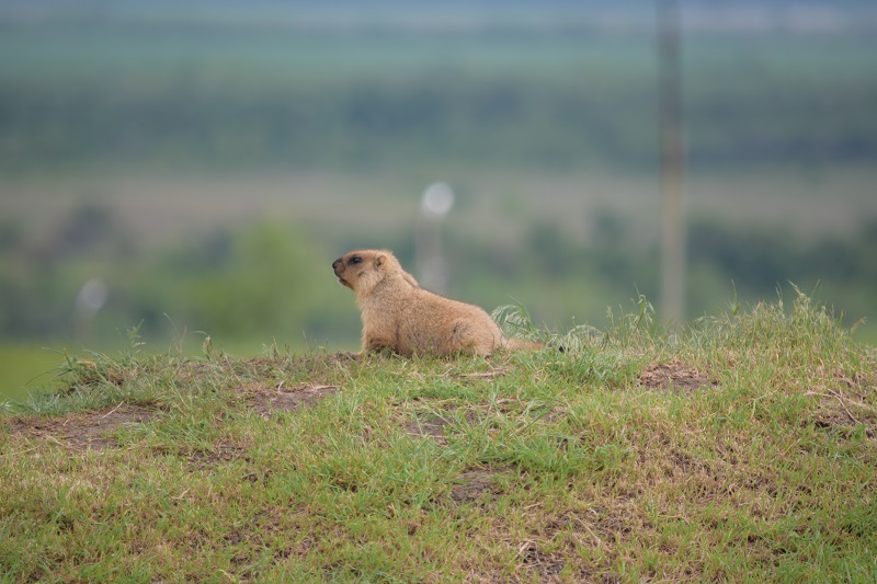 Продажа Байбак, Бабак или обыкновенный (степной) сурок (лат. Marmota bobak) - ПОДРОБНО