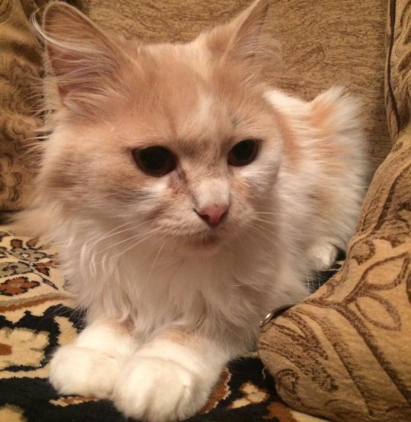 Майка с красивыми глазами в конкурсе «Самый красивый кот-2017»