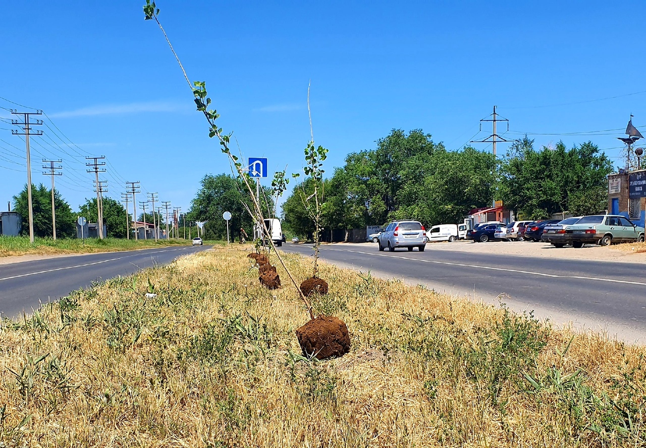 Засохнут - посадим новые»: почему на Прибрежной в 40-градусную жару  высаживают тополя