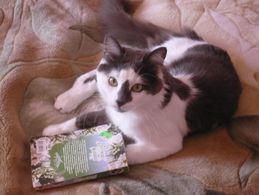 Манерный Леопольд в конкурсе «Самый красивый кот-2017»