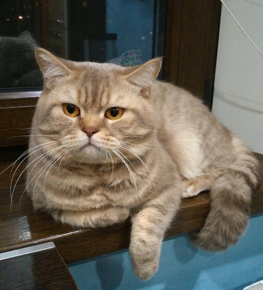 Симон в конкурсе «Самый красивый кот-2017»