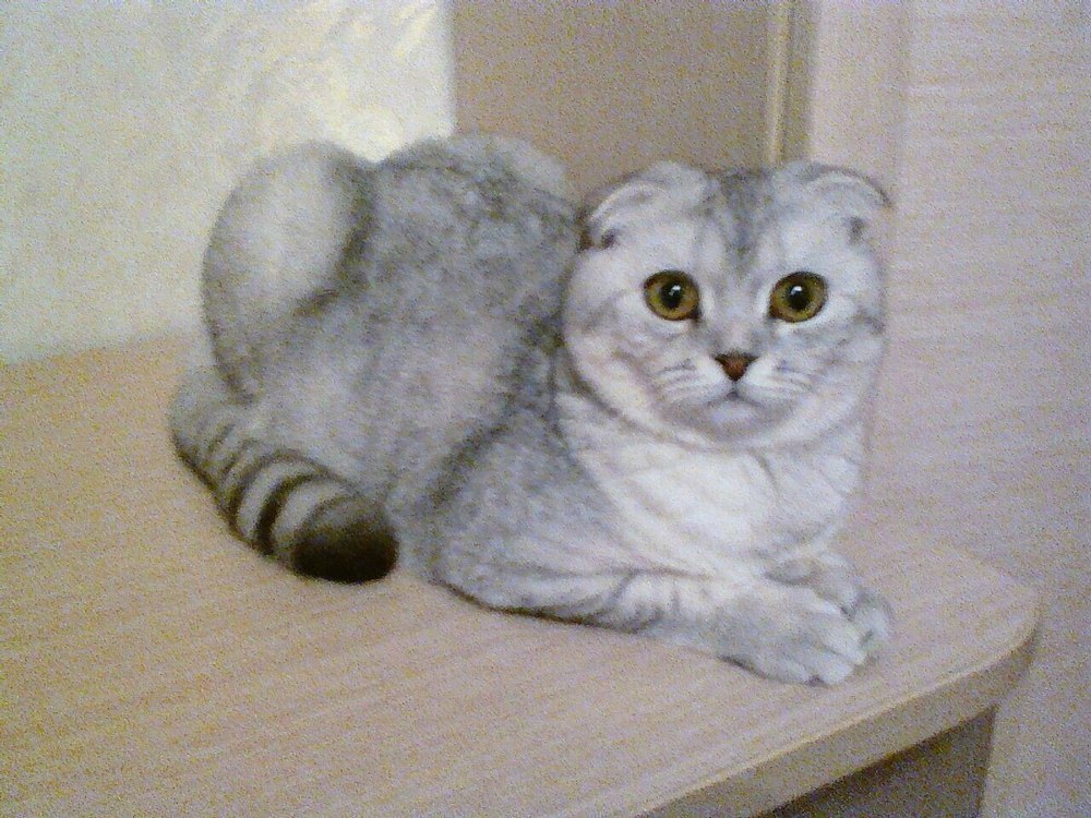 Моничка в конкурсе «Самый красивый кот-2017»