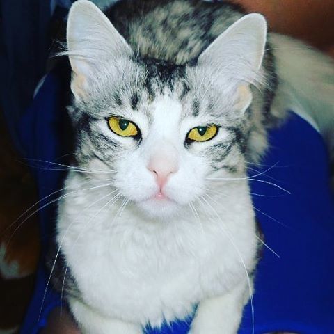 Джордж в конкурсе «Самый красивый кот-2017»
