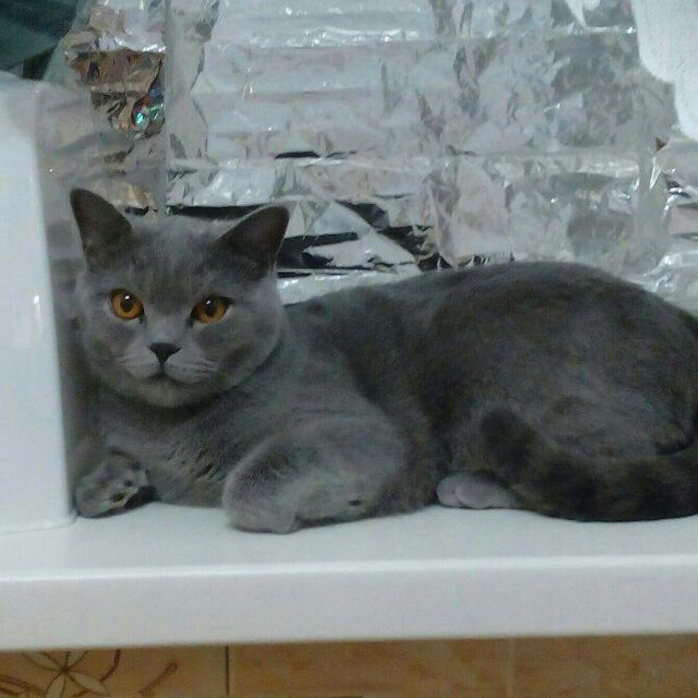 Умный Тимофей в конкурсе «Самый красивый кот-2017»