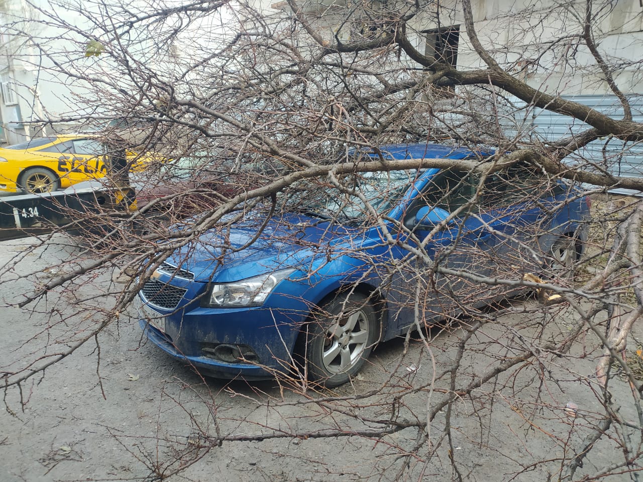 Упавшее на автомобиль дерево третий день не убирают в Волгодонске