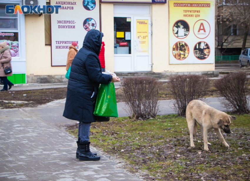 «Нецелесообразно»: в Ростовской области отказались бороться с бездомными собаками эвтаназией