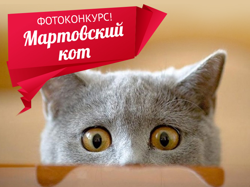 Мартовский кот Ставрополя 