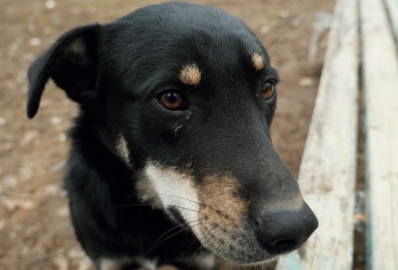 Календарь Волгодонска: 53 года назад в городе создали первую спецгруппу по отлову бродячих собак 