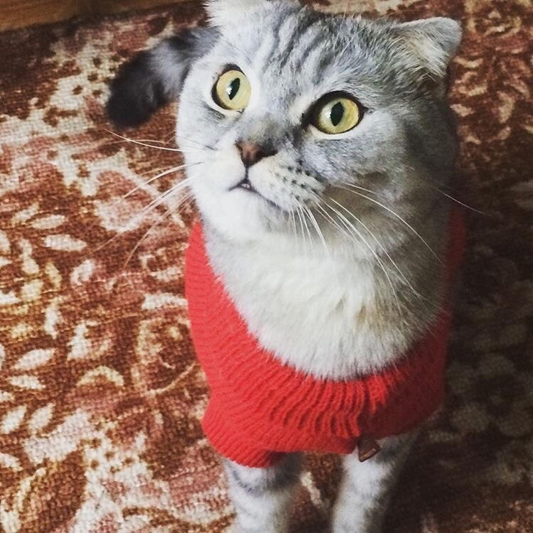 Бакс в конкурсе «Самый красивый кот-2017»