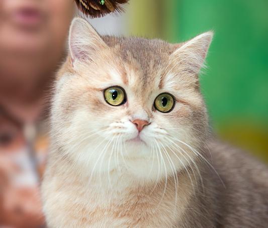 Фил с проникновенным взглядом в конкурсе «Самый красивый кот-2017»