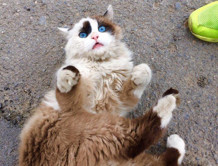 Бездомный Блюберд в конкурсе «Самый красивый кот-2017»