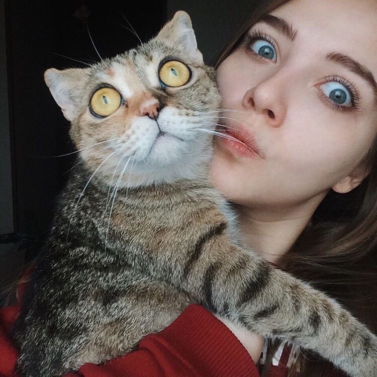 Любительница пожевать волосы кошка Полина в конкурсе «Самый красивый кот-2017»