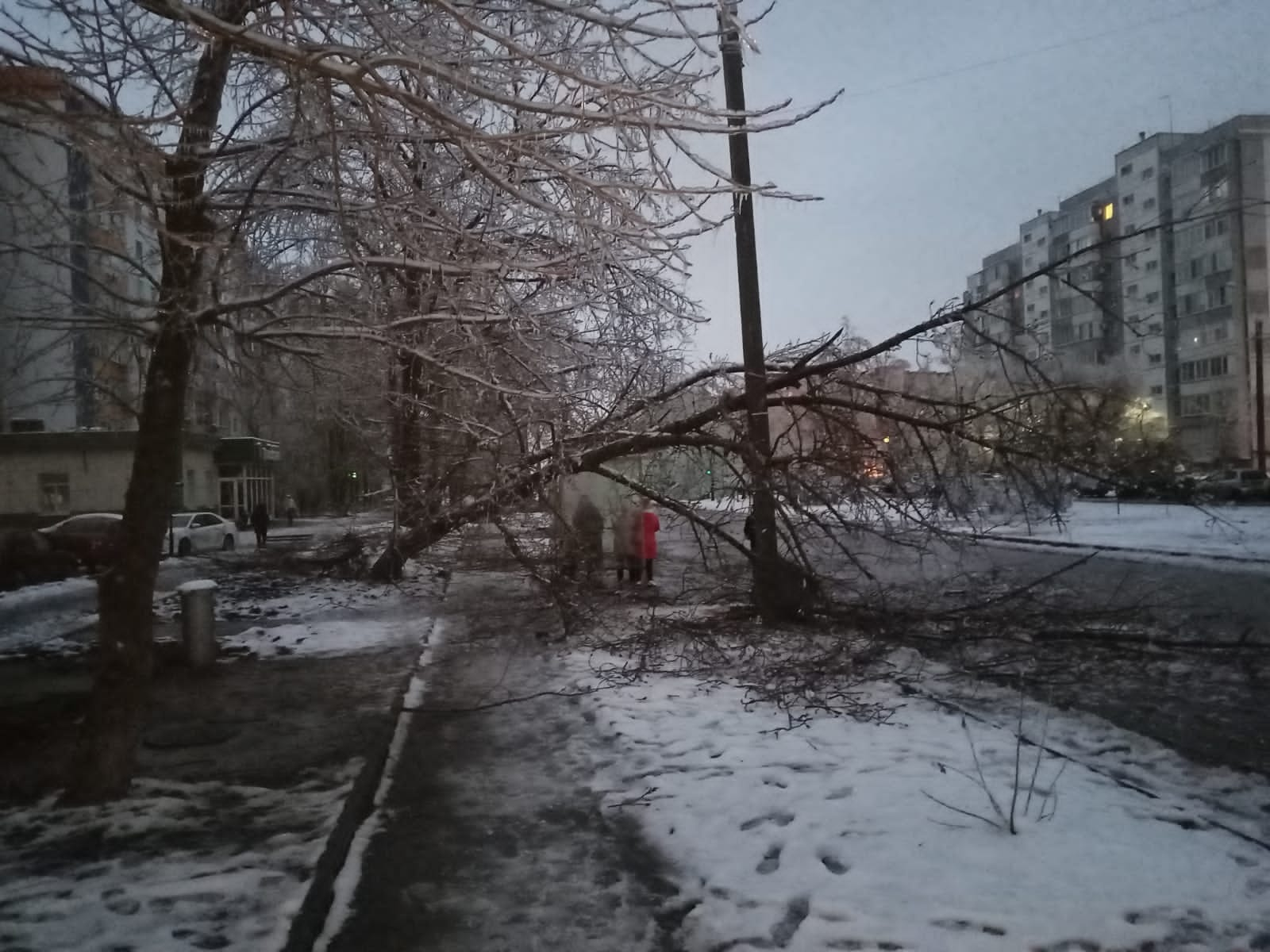 Колоссальный ущерб природным ресурсам: в Волгодонске повалены сотни деревьев