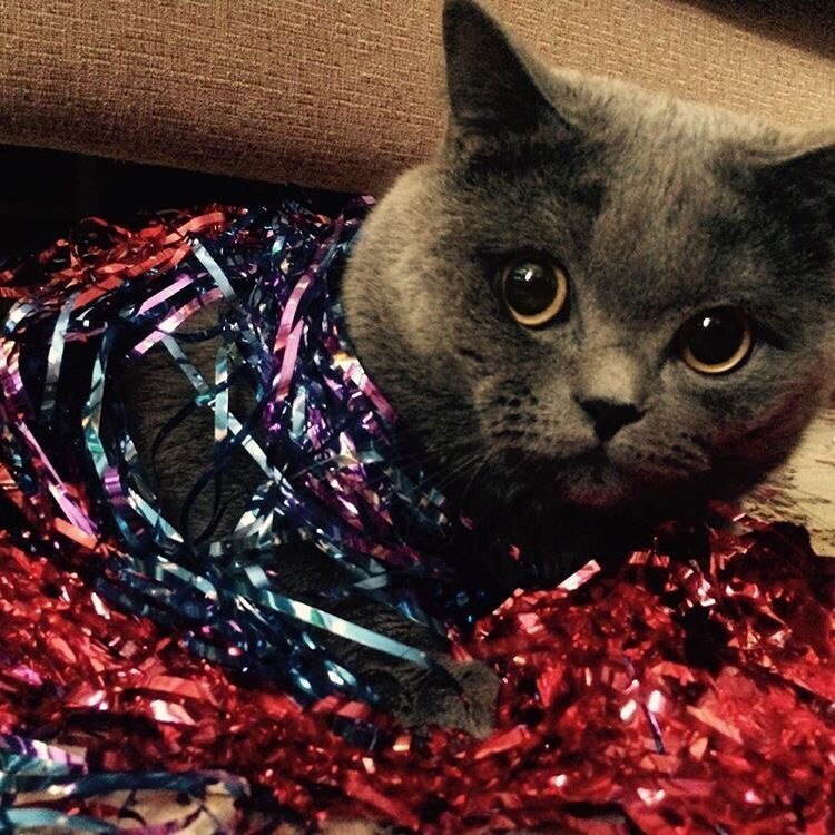 Очаровательный Фил в конкурсе «Самый красивый кот-2017»