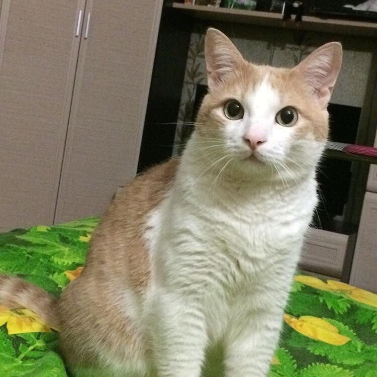 Персик в конкурсе «Самый красивый кот-2017»