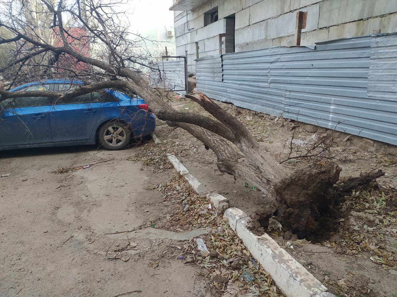 Упавшее на автомобиль дерево третий день не убирают в Волгодонске