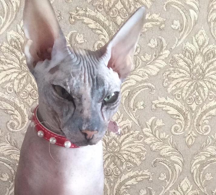 Дашенька в конкурсе «Самый красивый кот-2017»