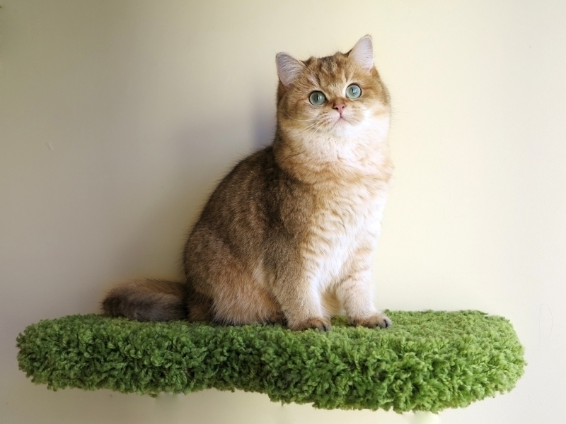 Модель Бесси в конкурсе «Самый красивый кот-2017»
