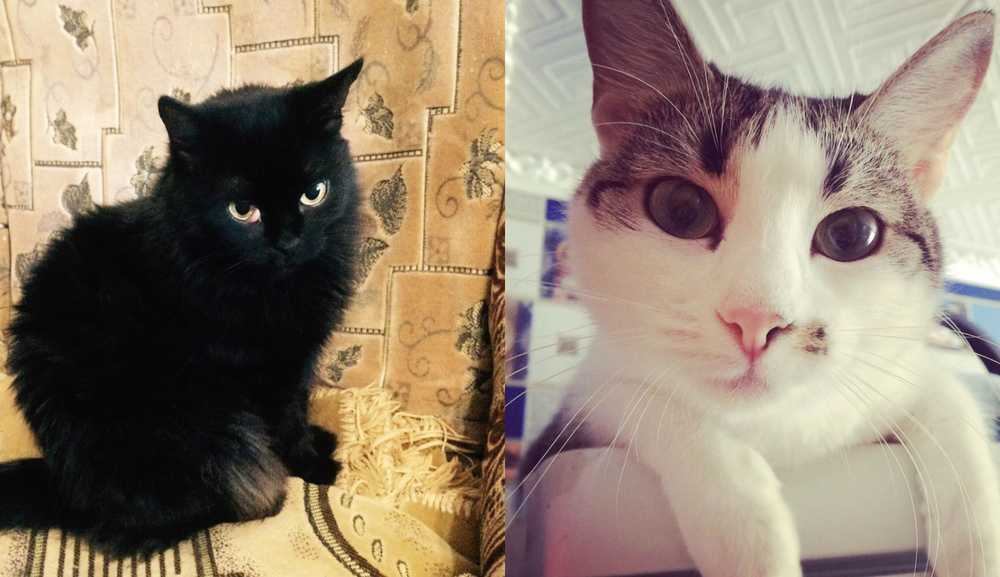 Нюша и Мурочка в конкурсе «Самый красивый кот-2017»