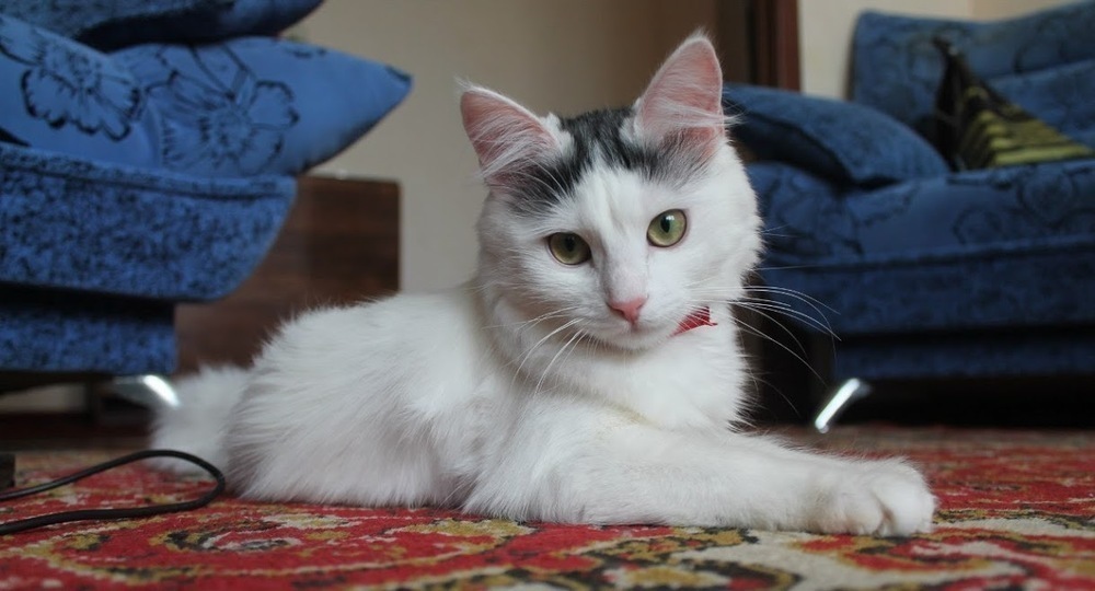 Трёхцветная кошечка Нюша в конкурсе «Самый красивый кот-2017»