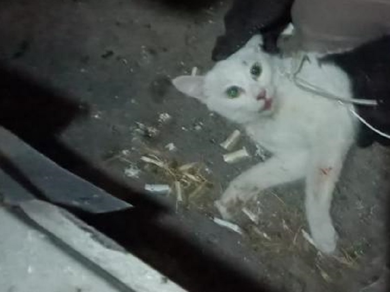 Карантин из-за бешеной кошки отменили в станице Николаевской 