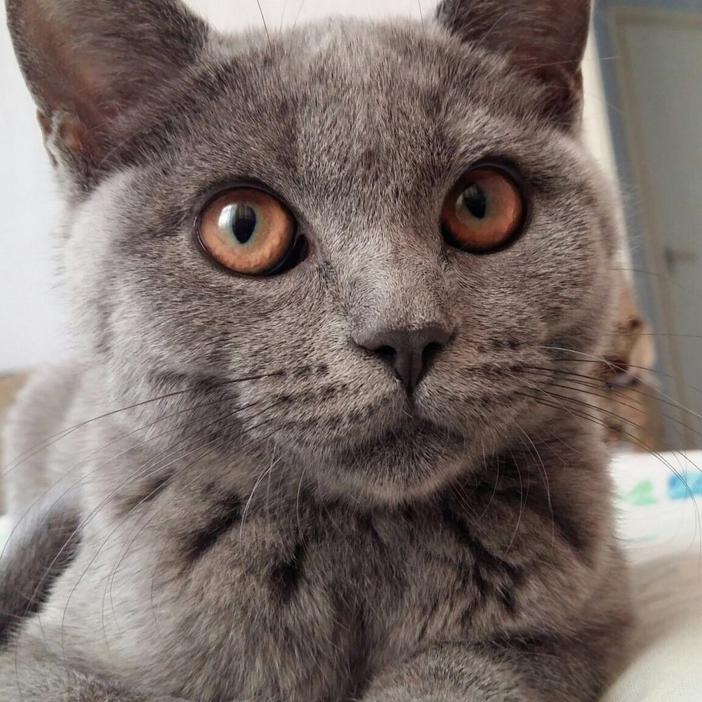 Гера в конкурсе «Самый красивый кот-2017»