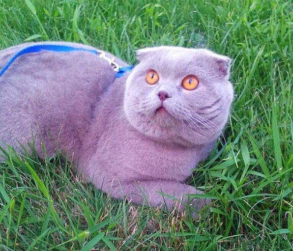 Томас «голубых кровей» в конкурсе «Самый красивый кот-2017»